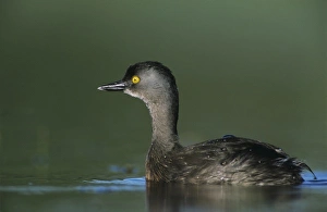Grebe Prints: Least Grebe, Tachybaptus dominicus, male, Lake Corpus Christi, Texas, USA, June