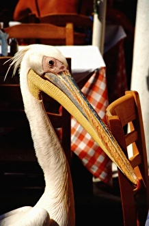 Port City Prints: Greece, Aegean Sea, Mykonos. Seaside cafes mascot, a large pelican, walks freely