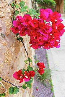 Images Dated 1st June 2024: Greece, Crete, Chania, Old Town. Red bougainvillea flowers and vine on old stone wall