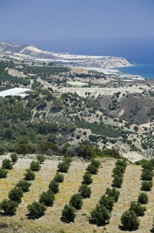 Images Dated 28th May 2006: GREECE, CRETE, Iraklio Province, Keratokambos: Hillside Olive Grove