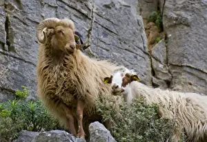 Domesticated Prints: Greece, Crete. Sheep in Kavousi Gorge. Lasithi Region