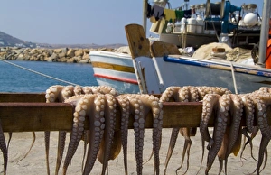 Water Craft Prints: Greece, Cyclades, Paros Island, Naoussa. Fresh octopus dries on a beach