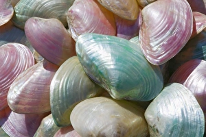 Images Dated 19th May 2006: GREECE, Dodecanese Islands, RHODES, Rhodes Town: Commerical Harbor, Seashells by the Seashore