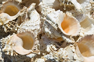 Images Dated 19th May 2006: GREECE, Dodecanese Islands, RHODES, Rhodes Town: Commerical Harbor, Seashells by the Seashore