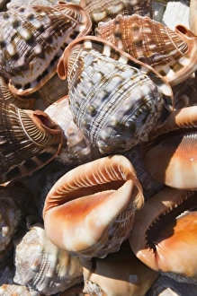 Images Dated 19th May 2006: GREECE, Dodecanese Islands, RHODES, Rhodes Town: Commerical Harbor, Seashells by the Seashore