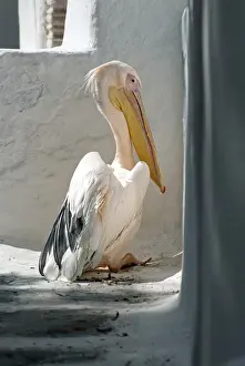 Hora Prints: Greece; Mykonos; Chora. Petros the Pelican has been the official mascot of Mykonos
