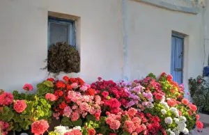 Images Dated 25th May 2010: Greece, Mykonos, Geraniums planted in courtyard in central island location