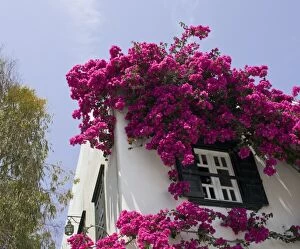 Images Dated 30th May 2005: Greece, Mykonos, Hora. Bougainvillea flowing from roof of building
