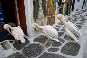 Greece, Mykonos, Hora. Three pelicans grooming in unison in alleyway