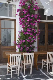 Images Dated 23rd May 2009: Greece, Mykonos, Hora, Restaurant with outside seating and lovely Geranium growing