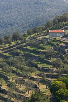 GREECE-Northeastern Aegean Islands-LESVOS (Mytilini)-Kilo: Terraced Hillside View