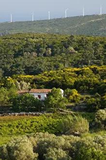 GREECE-Northeastern Aegean Islands-SAMOS-Mitillini: Farmhouse in the early Summer