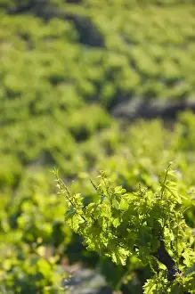 Images Dated 15th May 2006: GREECE-Northeastern Aegean Islands-SAMOS-Vourliotes: Vineyard