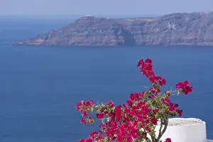 Images Dated 1st October 2017: Greece, Santorini. Bougainvillea in bloom standing out vibrantly against the blue of the Aegean Sea