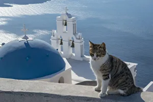 Bell Tower Prints: Greece, Santorini. Cat posing on the wall above the iconic Three Bells of Fira, a