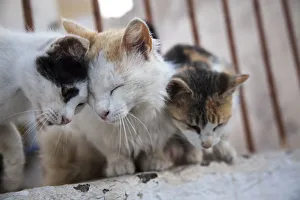 Bonding Prints: Greece, Santorini, Cats that roam the City