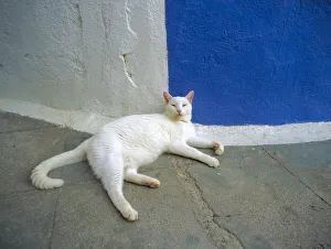 Images Dated 13th September 2018: Greece, Santorini, Oia. White cat resting