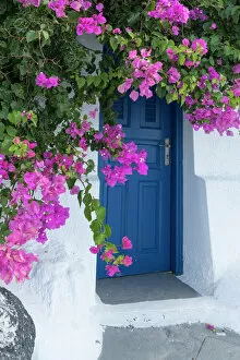 Europe Collection: Greece, Santorini. A picturesque blue door is surrounded by pink bougainvillea in Firostefani