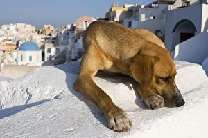 Greece, Santorini, Thira, Oia. Cautious dog lying on villa roof, with town in background