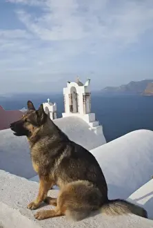 Images Dated 20th May 2009: Greece, Santorini, town of Oia with a dog resting over the town and its blue domed churches