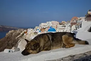 Greek Isle Prints: Greece, Santorini, town of Oia with a dog resting over the town and its blue domed churches