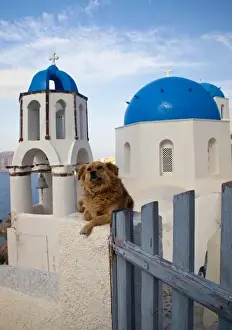 Images Dated 20th May 2009: Greece, Santorini, town of Oia with a dog resting over the town and its blue domed Churches
