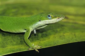 Green Anole, Anolis carolinensis, adult on palm leaf, Sabal Palm Sanctuary, Rio Grande Valley