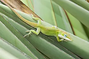 Images Dated 26th August 2008: Green Anole (Anolis carolinensis) hunting insects on yucca, south Texas, USA, September