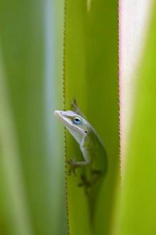 Volcanic Prints: A green anole is an arboreal lizard located on the island of Kauai, Hawaii, USA
