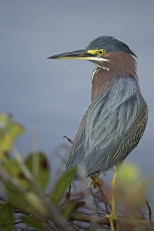 Green-backed heron among red mangroves, Butorides virescens, Merritt Island NWR, Florida