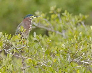 Merritt Island Prints: Green-backed heron among red mangroves, Butorides virescens, Merritt Island NWR, Florida