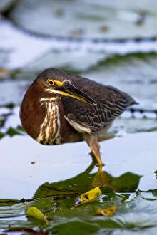 A green-backed heron walks across the water on top of water lilies, searching for insects