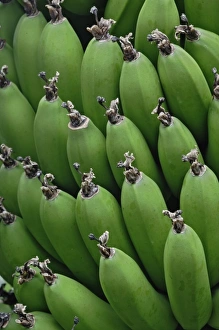 Banana Prints: Green Bananas