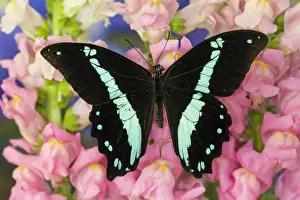 Aqua Prints: Green-banded Swallowtail or African Blue-banded Swallowtail Butterfly, Papilio nireus