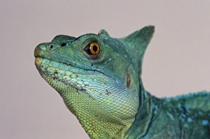 Images Dated 14th January 2009: Green Basilisk (Basillicus plumifrons)