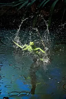 Images Dated 22nd March 2011: Green basilisk or plumed basilisk running on water (Basiliscus plumifrons), Costa Rica