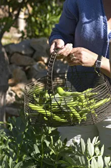 Images Dated 30th April 2006: green Beans in the vegetable garden picked and held in a metal wire basket Clos des