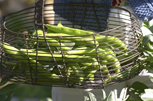 Images Dated 30th April 2006: green Beans in the vegetable garden picked and held in a metal wire basket Clos des