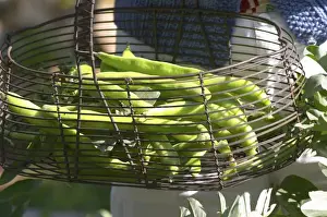 Pick Prints: green Beans in the vegetable garden picked and held in a metal wire basket Clos des