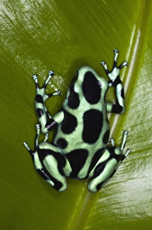 Images Dated 13th November 2010: Green and Black Dart Frog, Dendrobates auratus, Costa Rica