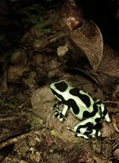 Images Dated 24th March 2007: Green & Black poison dart frog (Dendrobates auratus) La Selva, Costa Rica