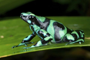 Green and Black Poison Dart Frog, Dendrobates auratus, also known as the green