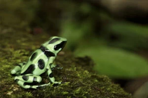 Images Dated 25th March 2007: Green & Black poison dart frog Dendrobates auratus La Selva, Costa Rica