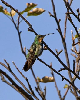 Humming Bird Prints: Green Breasted Mango Hummingbird