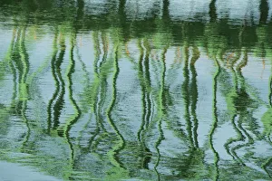 Swirl Prints: Green bridge reflection in water