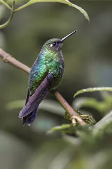 Green Crowned Brilliant Prints: Green-crowned brilliant, Ecuador