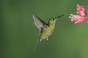 Images Dated 12th December 2006: Green-crowned Brilliant, Heliodoxa jacula, Female in flight feeding on Shrimp plant(Acanthaceae)