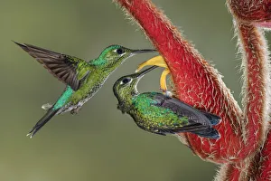 South America Prints: Green Crowned Brilliant hummingbird, Costa Rica