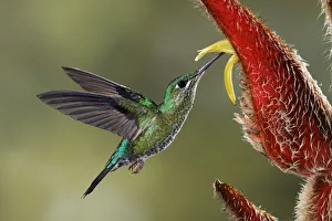 Green Crowned Brilliant hummingbird, Costa Rica
