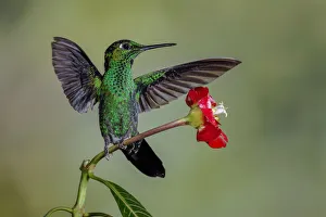 Images Dated 2nd January 2022: Green Crowned Brilliant hummingbird, Costa Rica